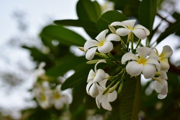 Beautiful flowers in the garden Blooming in the summer.Landscaped Formal Garden.	