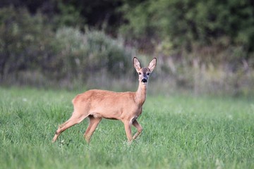 roe-deer © Arkadiusz