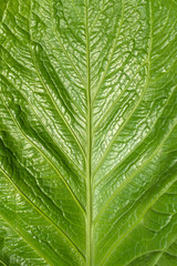 Beautiful green natural surface of the leaf full of texture for background