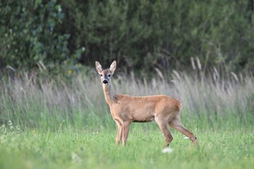 roe-deer