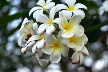 Colorful flowers in the garden.Plumeria flower blooming.Beautiful flowers in the garden Blooming in the summer