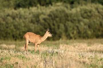 roe-deer