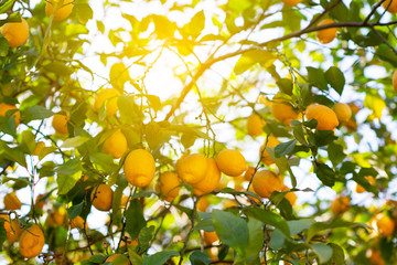 Lemon tree with ripe fruits. Branch of fresh ripe lemons with leaves in sun beams. Mediterranean citrus grove