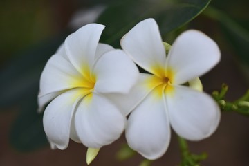 Beautiful flowers in the garden Blooming in the summer.Landscaped Formal Garden.