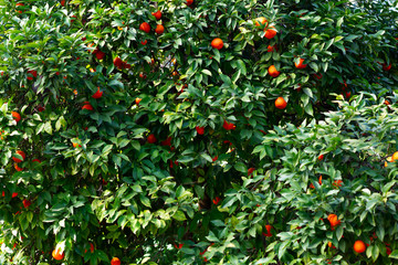 Orange tree with ripe fruits. Tangerine. Branch of fresh ripe oranges with leaves in sun beams. Satsuma tree picture. Citrus