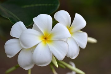 Colorful flowers in the garden.Plumeria flower blooming.Beautiful flowers in the garden Blooming in the summer