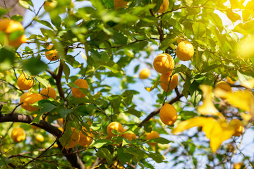 Lemon tree with ripe fruits. Branch of fresh ripe lemons with leaves in sun beams. Mediterranean citrus grove - obrazy, fototapety, plakaty