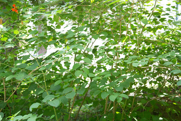 Polygonum cuspidatum