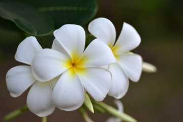Beautiful flowers in the garden Blooming in the summer.Landscaped Formal Garden.	