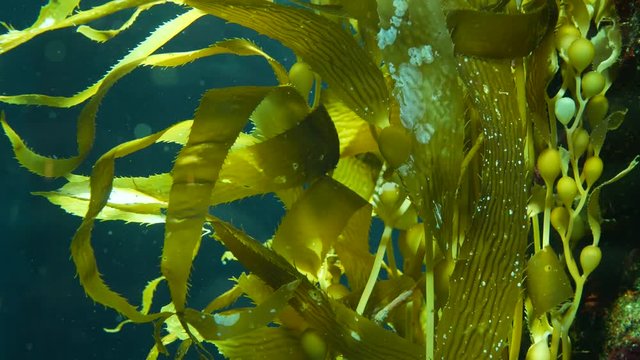Light rays filter through a Giant Kelp forest. Macrocystis pyrifera. Diving, Aquarium and Marine concept. Underwater close up of swaying Seaweed leaves. Sunlight pierces vibrant exotic Ocean plants.