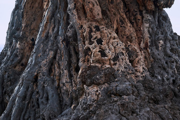 Dragon Tree in Tenerife