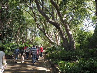 Fototapeta premium Nationaler Botanischer Garten Kirstenbosch - im Stadtteil&nbsp;Newlands&nbsp;von&nbsp;Kapstadt 