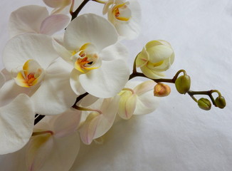 bianche orchidee su fondo bianco