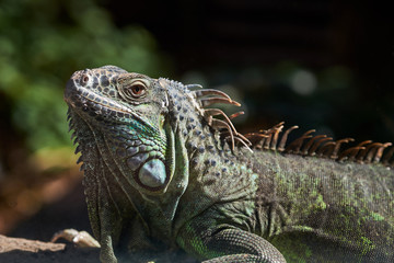 A large green iguana up close