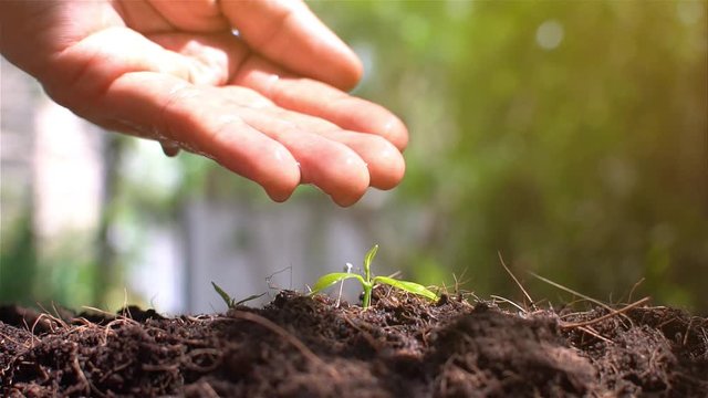 Hand Watering Young Plant  Close up  Small trees
