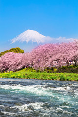 潤井川の桜と富士山