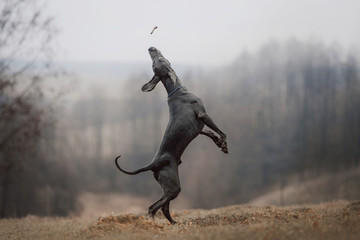 playful weimaraner dog jumping up outdoors in autumn