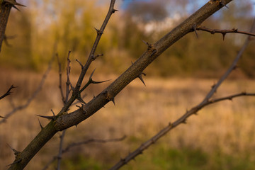 Fototapeta na wymiar A branch with many thorns, thorny branch, spines