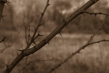 A branch with many thorns, thorny branch, spines, black and white photo
