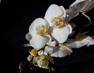 orchidee bianche su fondo nero