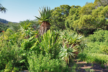 Nationaler Botanischer Garten Kirstenbosch - im Stadtteil Newlands von Kapstadt 