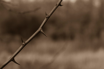 A branch with many thorns, thorny branch, spines, black and white photo