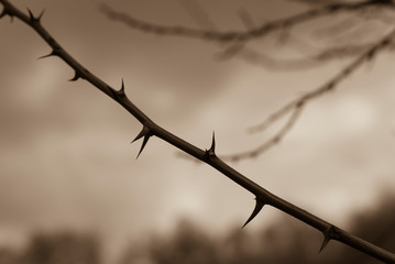 A branch with many thorns, thorny branch, spines, black and white photo