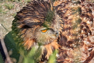 Close up of an owl's head.