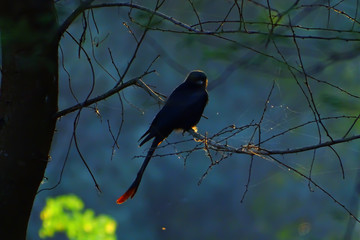 bird on branch