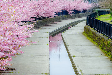 京都の風景　桜　 Country scenery cherry tree Kyoto Japan