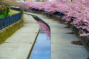 京都の風景　桜　 Country scenery cherry tree Kyoto Japan