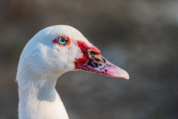 Close-up  Duck's head