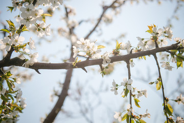 Cherry Blossom. White flowers on tree branch, selective focus. Gardening in spring. Spring Flowering branch on background blue sky