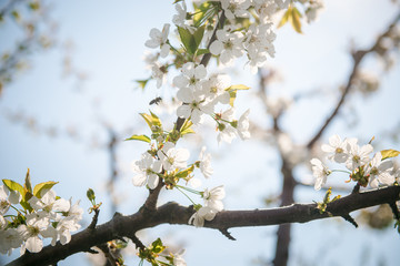 Cherry Blossom. White flowers on tree branch, selective focus. Gardening in spring. Spring Flowering branch on background blue sky
