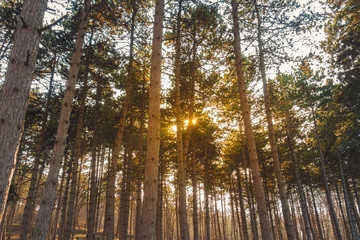 Big and beautiful trees in the park