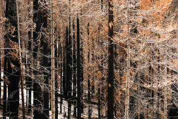 Photograph of a forest of burned trees after a fire. Black and yellow brown colors with ocher tones. The trees are pines