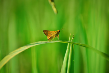 butterfly on green grass