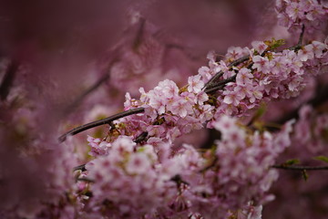 京都の風景　桜　 Country scenery cherry tree Kyoto Japan
