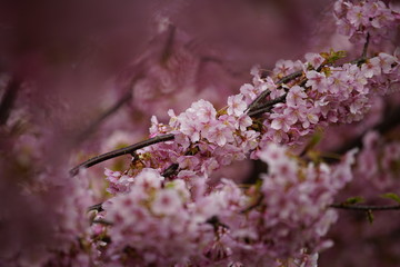 京都の風景　桜　 Country scenery cherry tree Kyoto Japan