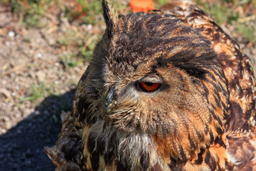 Close up of an owl's head.