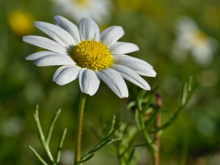 Fototapeta premium Beautiful daisies reflecting the sun's rays