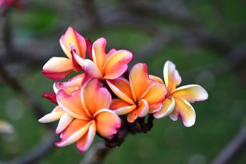 Beautiful flowers in the garden Blooming in the summer.Landscaped Formal Garden,Plumeria flower blooming.	