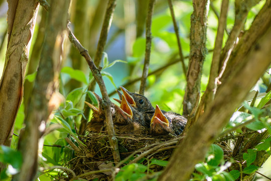 Amselküken im Nest warten mit geöffneten Schnäbeln auf Futter