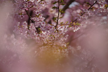 京都の風景　桜　 Country scenery cherry tree Kyoto Japan