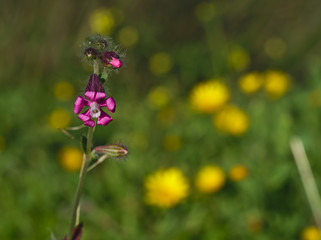 Beautiful little pink-purple flower © Iván