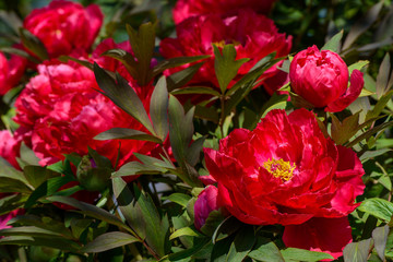 Closeup von roten Pfingstrosenblüten