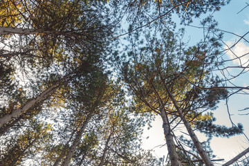 Big and beautiful trees in the park