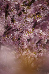 京都の風景　桜　 Country scenery cherry tree Kyoto Japan