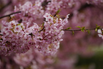 京都の風景　桜　 Country scenery cherry tree Kyoto Japan