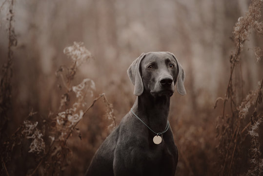 Weimaraner Dog With A Collar And Id Tag Posing In Autumn